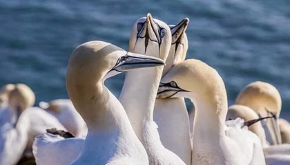 每周股票复盘:珠江股份(600684)拟出售股票资产