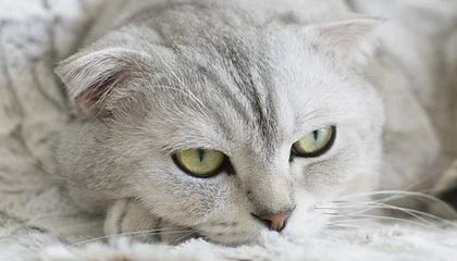 吉视传媒:股票5连涨停,不涉国资云业务