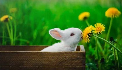 吉视传媒8月13日龙虎榜数据